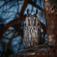 ���������� ��� ����