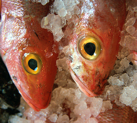  Seafood 2-    