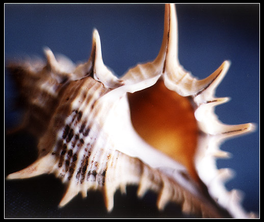  Shell