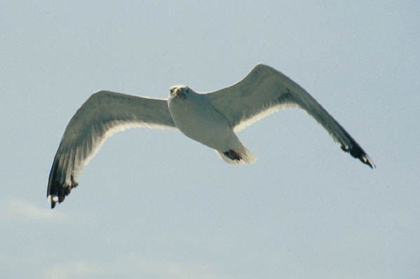  Seagull