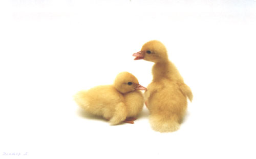  DUCK TALES