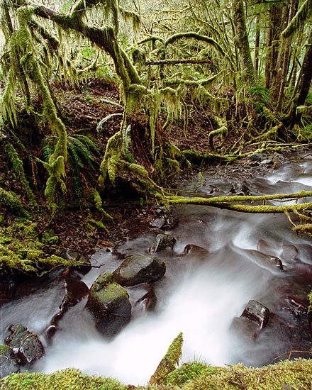 Rainforest (,   )