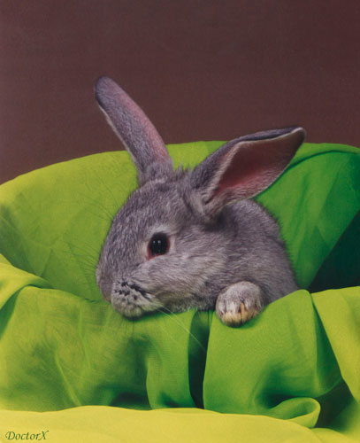  EASTER RABBIT AFTER EASTER