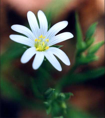 Flower