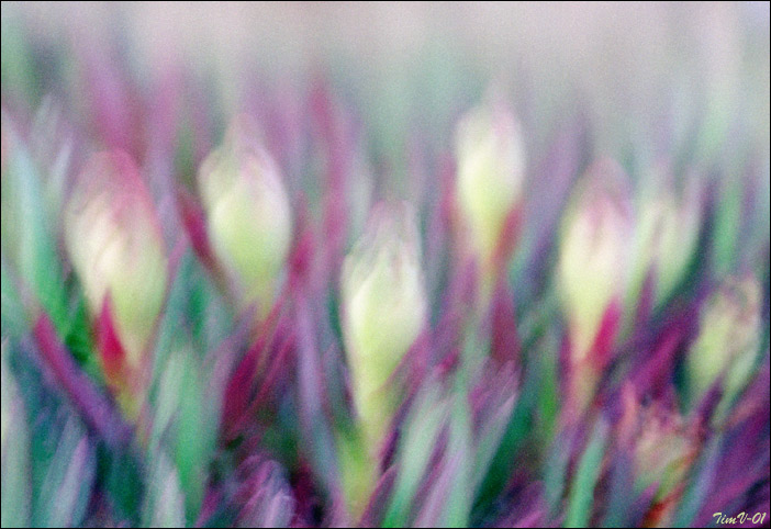  Flower dream