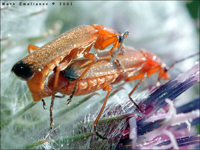  Coitus Cantharidae