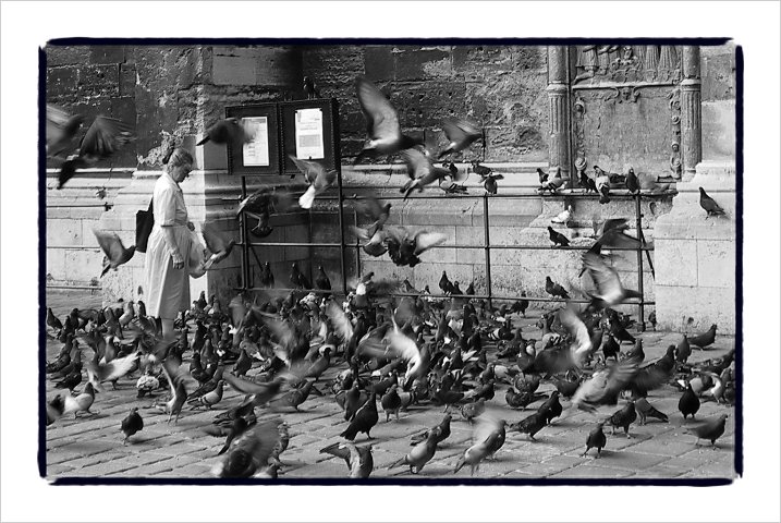  Pigeon overload