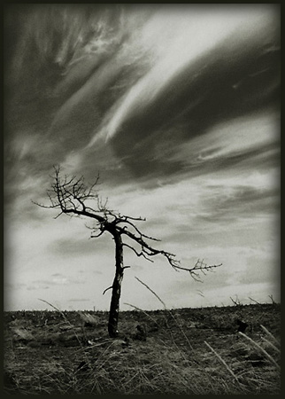  The last tree