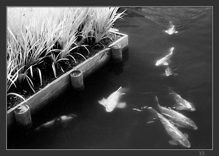  Infrared fish