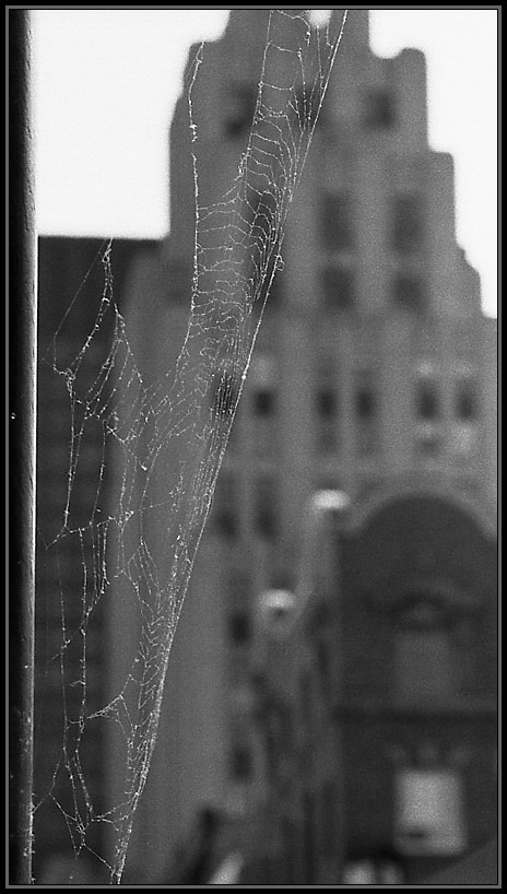  The web.