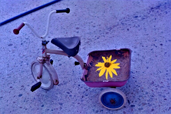  The little Sunshine