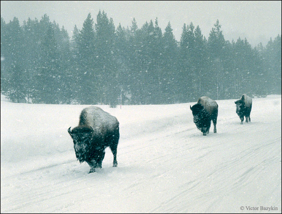  Buffalos,  ...