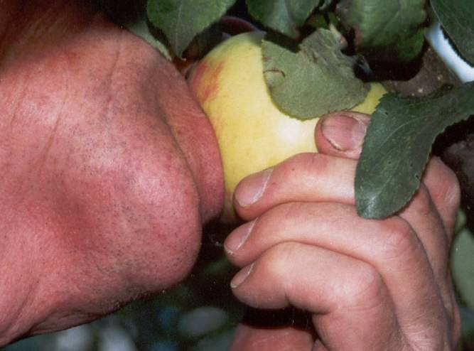  Apple eater