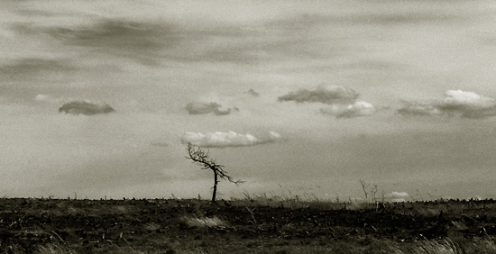  The last tree II