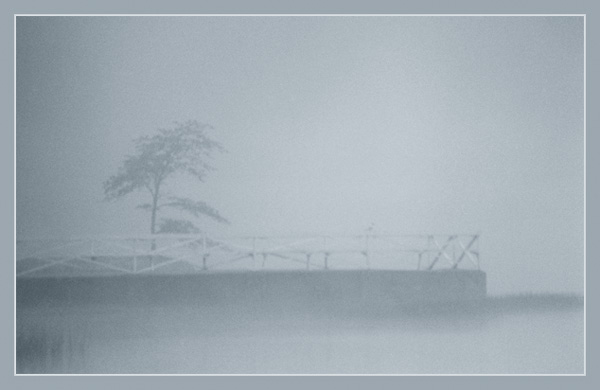  Tree but not last