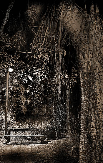 Night park