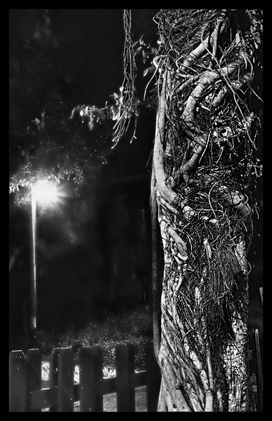  Night park2