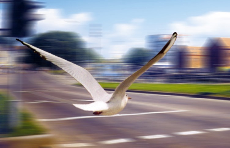  poljot