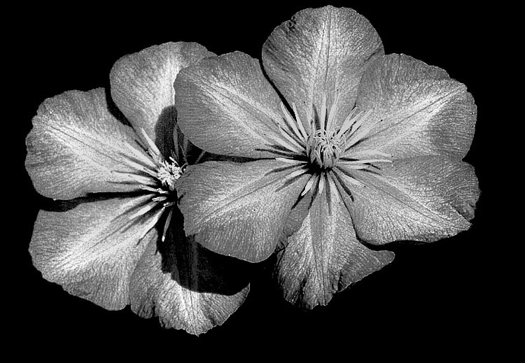  Black&White 2