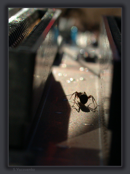  Ants&..