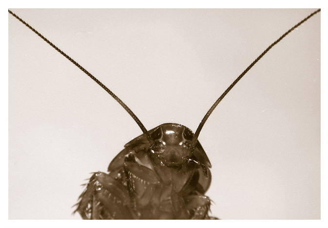  chempion naturalnogo otbora