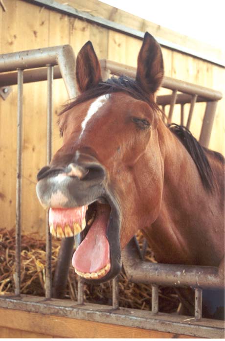  horse
