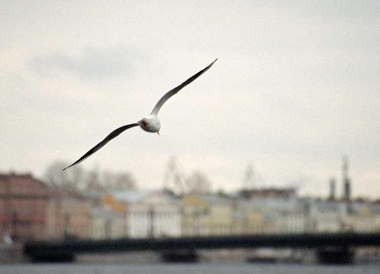  St-Petersburg, city centre (34)