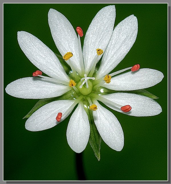  Star-Flower (one more)