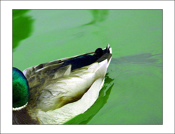  Green Mood