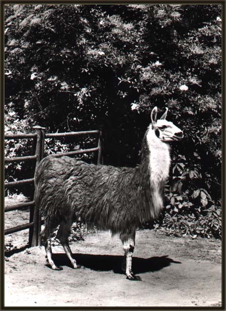  Lama Ben Ladena