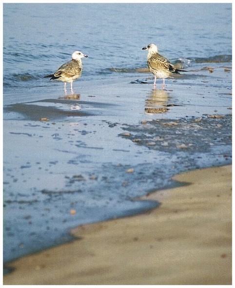  bird talk