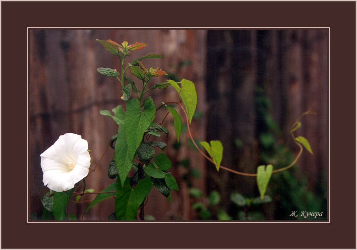  Calystegia sepium
