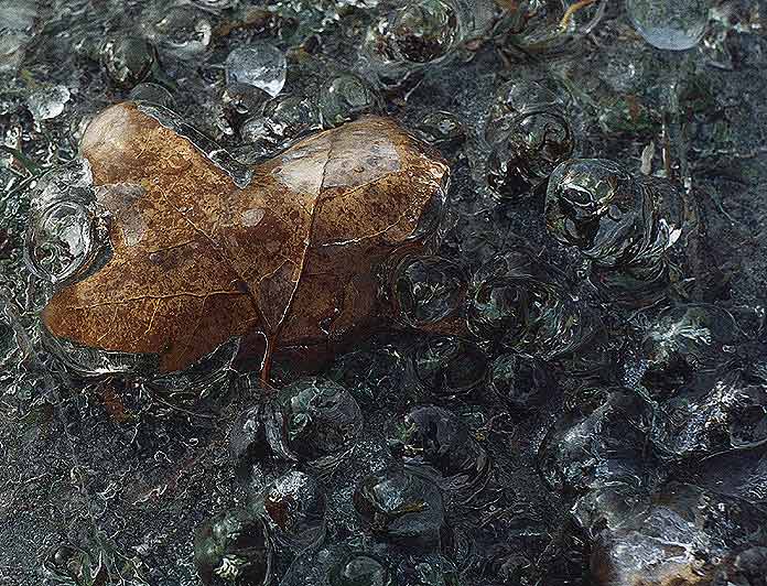  Herbarium