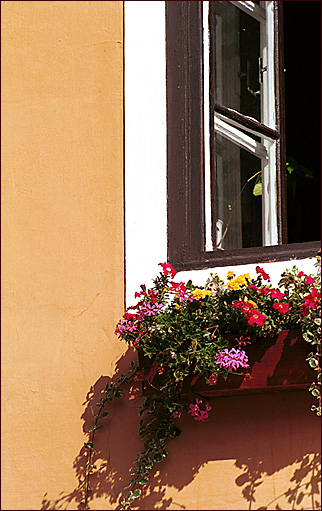  Leto, zvety na okne