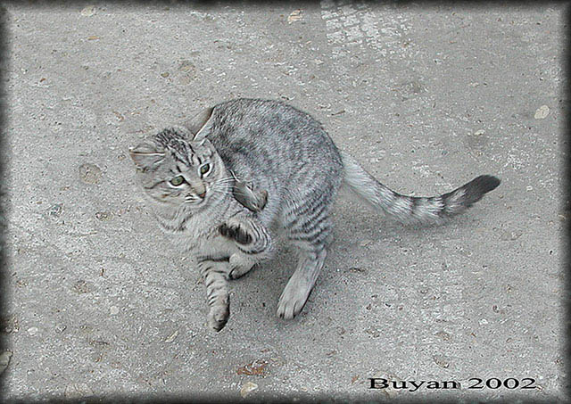  Tom and Jerry!