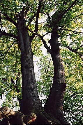  tree2