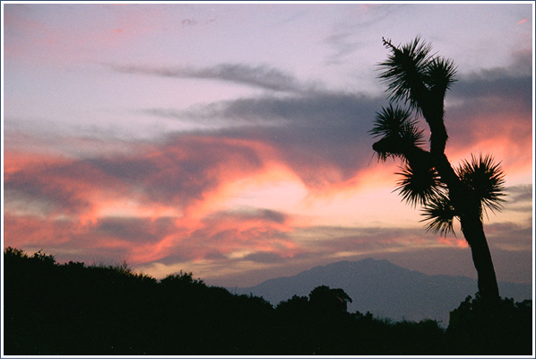      Joshua Tree