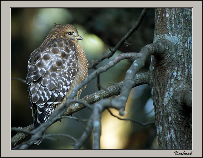  Red Shoulder Hawk