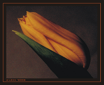  Flower`s moods. (Awakening).