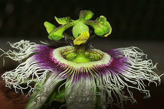  Passiflora incarnata...