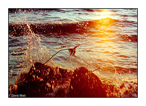  splash
