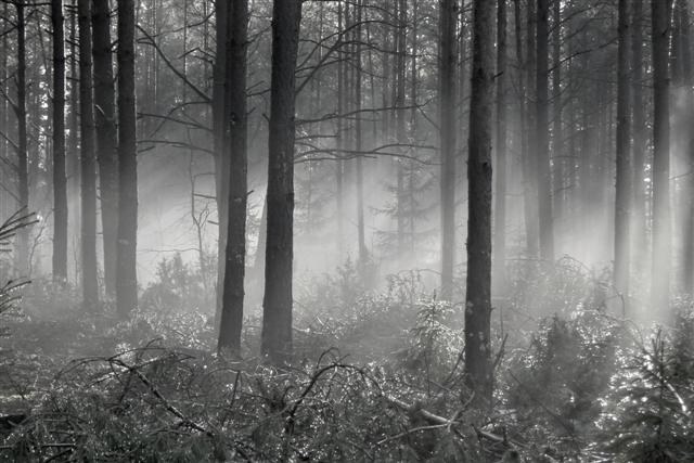  Mysterious forest