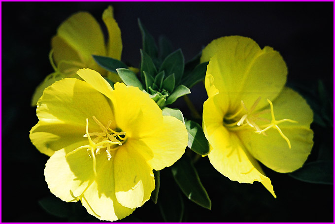  YELLOW-2