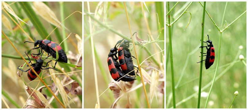  Bug life