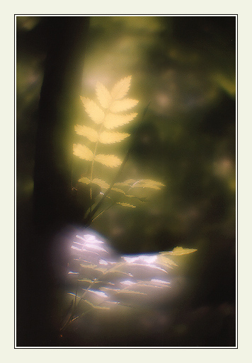  Light