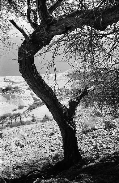    (b/w)