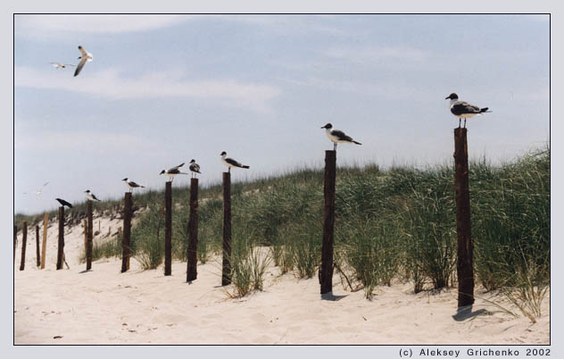  Guards