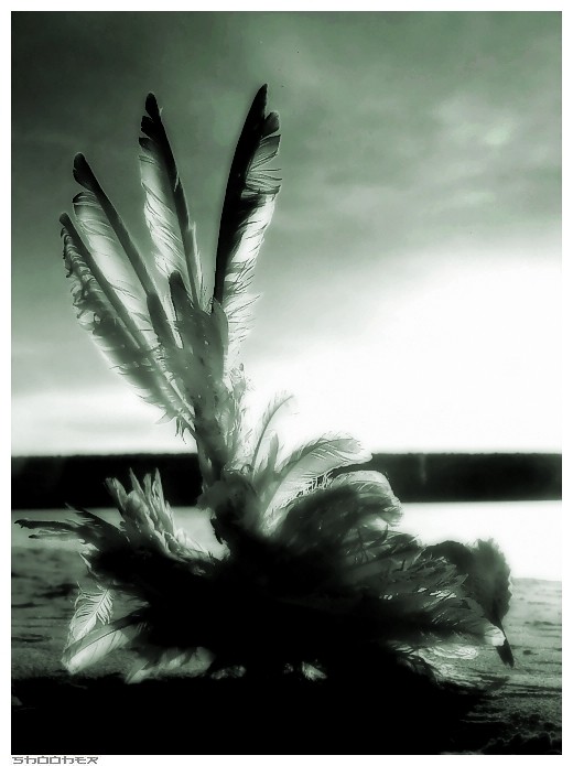  flight