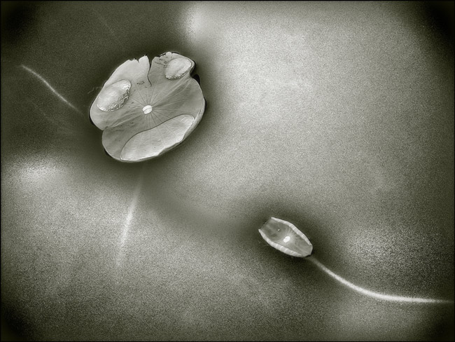  conception