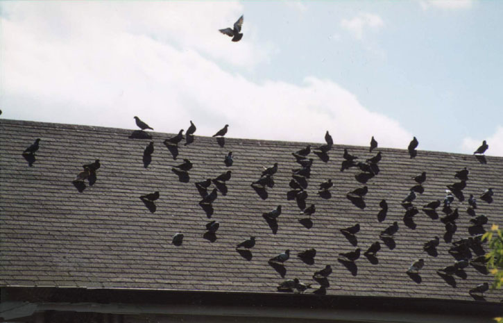  Doves